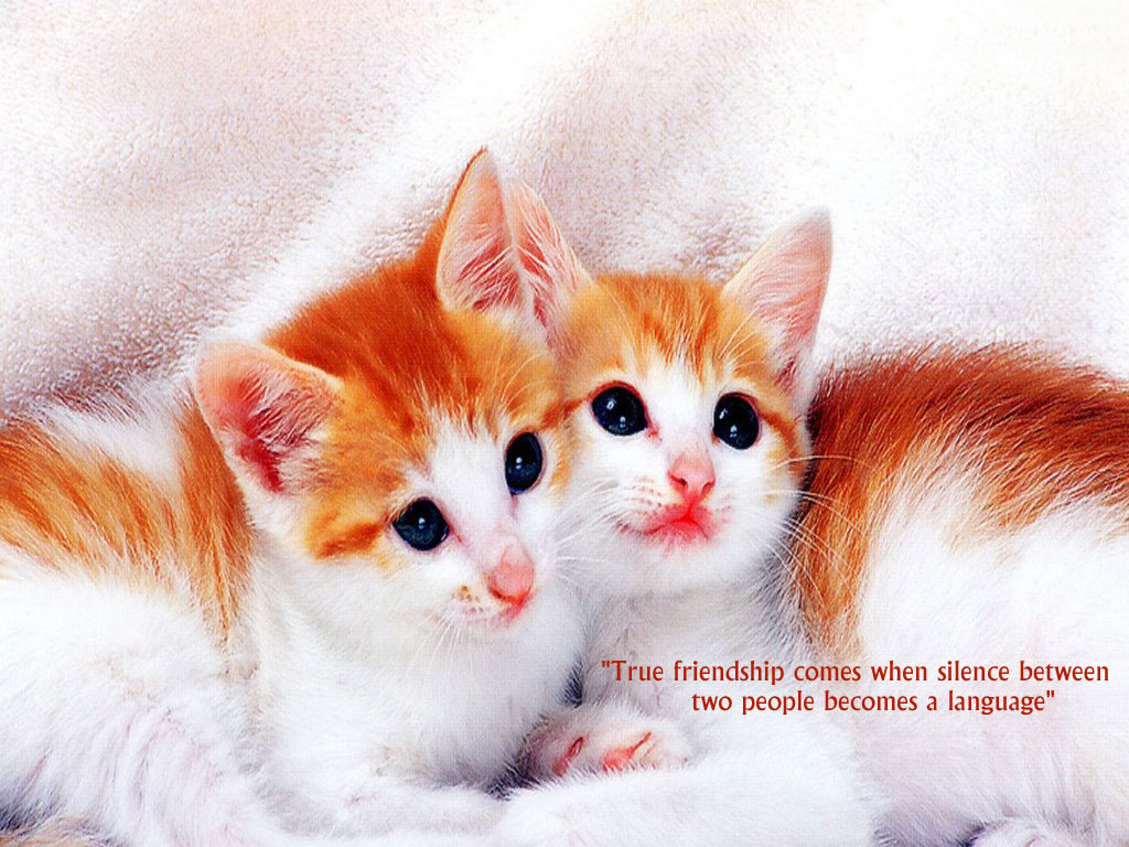 Beautiful Friendship Quotes Wallpapers Free Download